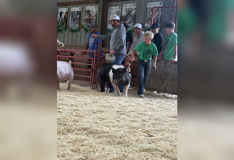 Kael Woebbeking showing his Commercial Market Gilt in the Swine Show.