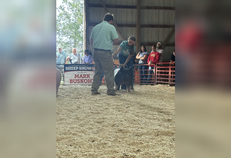 Kinzee Hemann showing off her pig to the judge during the Swine Show.