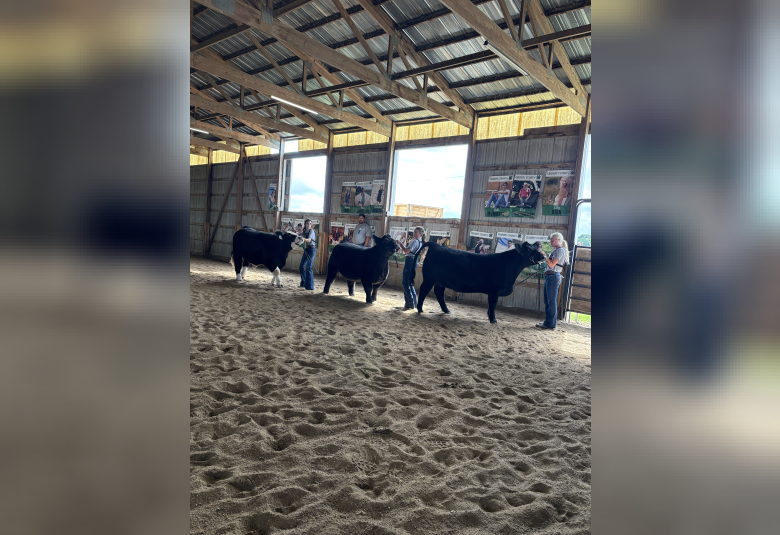 Karlee Lynch, Prycley Beard, and Page Messmore showing in the Beef Show.