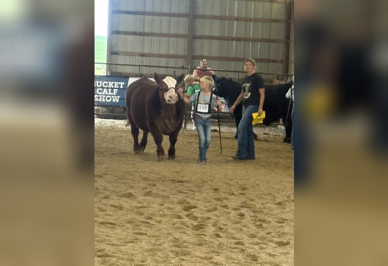 Ryan Kennedy showing his steer in the Intermediate Class of the Beef Show. 